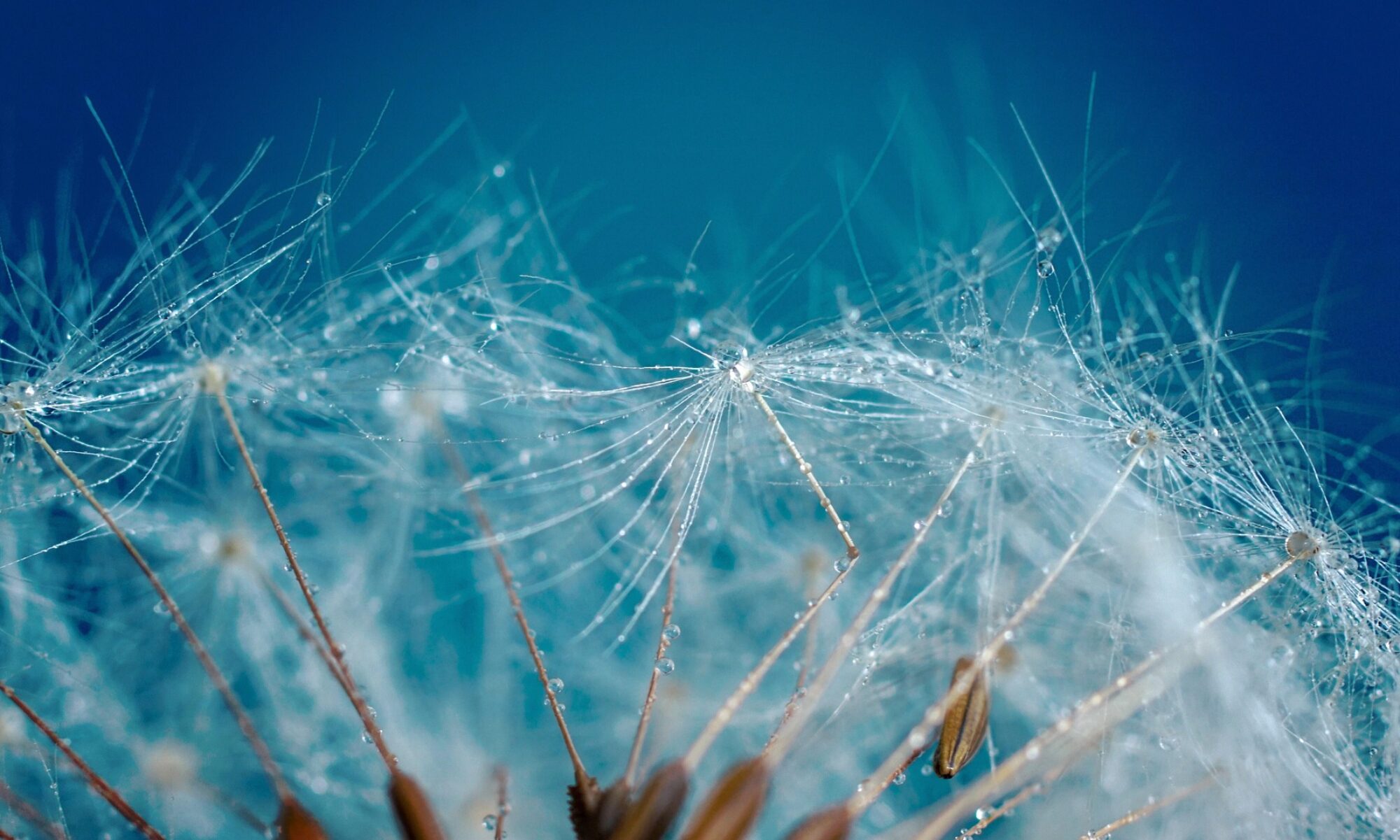 Dandelion