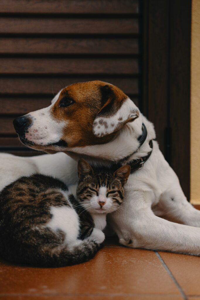 Animales domesticos